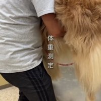 診察台で支えられる犬