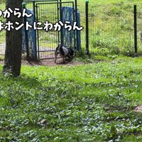 謎の行動に、ご家族も困惑…