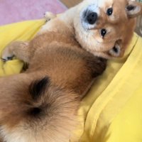 カメラ目線のりんちゃん