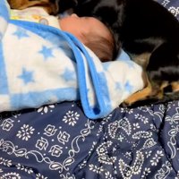 赤ちゃんに寄っていくワンコ