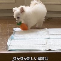 おもちゃをくわえる犬