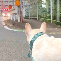 犬の方へ走ってくる消防車