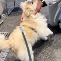 しゃがんで撫でるおじさん