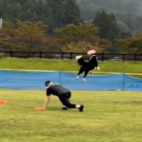 高く飛び上がってフリスビーを追う犬