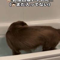 湯船を回る犬