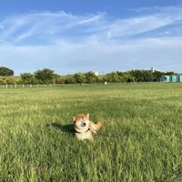 お昼寝
