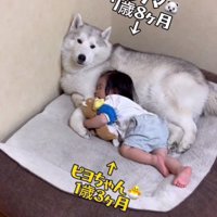 おじクマちゃんを枕に…