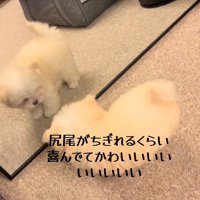 鏡の前でおしりを振る犬