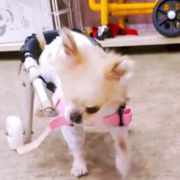 車椅子に乗って店内を歩き回る犬