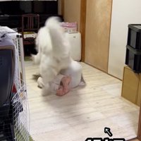 ドレミちゃんの成長⑩