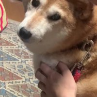 「歩くのが面倒なんだ…」