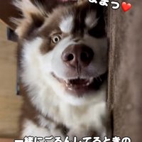 ママを見る琥珀くん