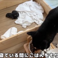 ご飯を食べる柴犬