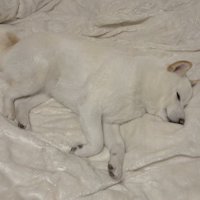 毛布