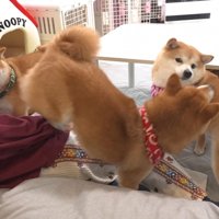 「なんで僕が怒られなきゃならないの！？」