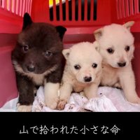 山で拾われた子犬