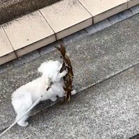 葉っぱで顔が隠れる犬