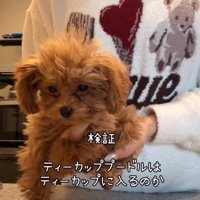 抱っこされる子犬