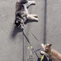 絶賛散歩拒否中。