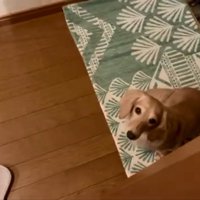 座って待つパンナちゃん