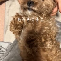 目をつむる犬1