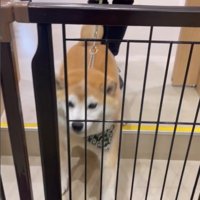 サロンに預けられる豆助座衛門くん4