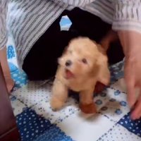 大喜びのメリーちゃん