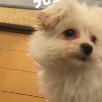 おすわりを習得したよ！！