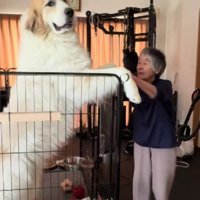 とっても大きなグレート・ピレニーズ！