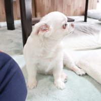 ヤキモチを妬くコハクくん6