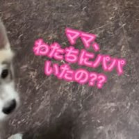 パパさん帰宅時のワンコたち⑩