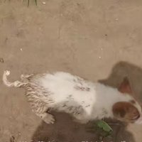 川に落ちていたわんこ