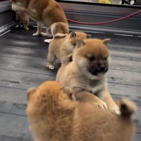 荷台でじゃれ合う子犬たち