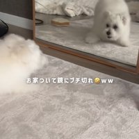 鏡に映る自分に吠える子犬