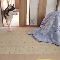 すぐに異変を察知した2匹