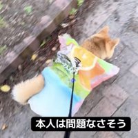 完全に着こなしてます
