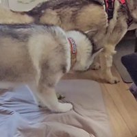 先住犬さんがいた♪