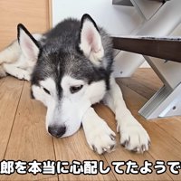 はっちゃんは呆れ顔