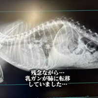 乳がんだったクッキーちゃん