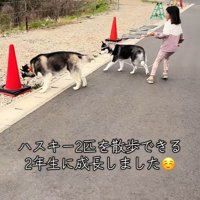 1年後、ハスキー2匹を同時にお散歩！