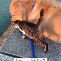 犬の近くに寄ってくる猫