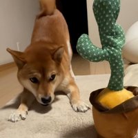 サボテンを見るテツくん