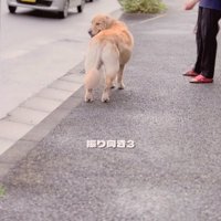 振り向き3回目のメルくん