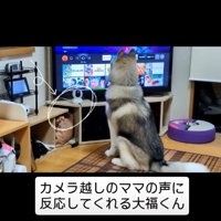 キョロキョロする犬