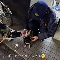 交互に甘える犬たち