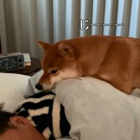 圧をかける花子ちゃん