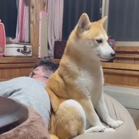 男性の背中にお尻を当てて動かない犬