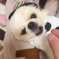 ぽてと君の瞬発力7