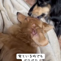寝ている間も舐めるお殿くん