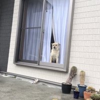 カーテンの間から外を見る犬